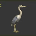 Blue Gray Heron Standing With Long Neck Beak And Legs Isolated On Gray Background