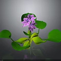 Vibrant Plant With Green Leaves And Purple Flowers On Dark Background With Reflection