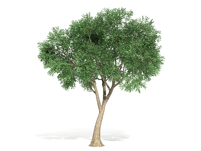 The Modern Tree 3d model