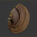 Fresh Orange Vegetable Mushroom With Vibrant Color Fan Shape And Textured Layers
