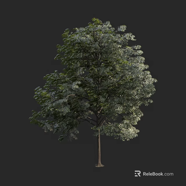 Tall Vibrant Arbor With Thick Trunk And Lush Green Foliage In Dark Background 3d model 