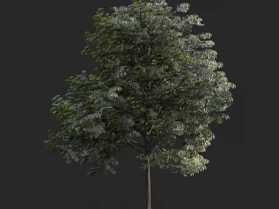 Tall Vibrant Arbor With Thick Trunk And Lush Green Foliage In Dark Background 3d model
