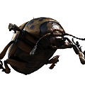 Modern Beetle Beetle Insect 3d model