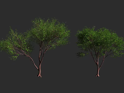 Two Arbor Trees with Green Foliage and Brown Trunks on Dark Background 3d model