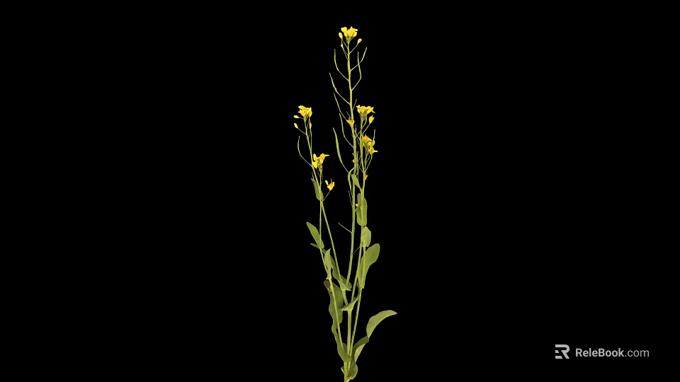 Green Plant With Yellow Flowers Stems And Leaves Against Black Background 3d model 