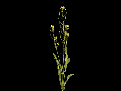 Green Plant With Yellow Flowers Stems And Leaves Against Black Background 3d model