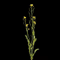 Green Plant With Yellow Flowers Stems And Leaves Against Black Background
