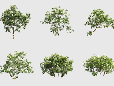 Various Green Shrubs Displaying Different Foliage Forms For Garden Landscaping 3d model