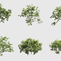 Various Green Shrubs Displaying Different Foliage Forms For Garden Landscaping 3d model