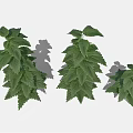 Three Green Leafy Plants Of Different Sizes With Lush Fresh Foliage