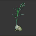 Fresh Garlic Bulbs with Green Curled Leaves and Natural Reflection on Dark Background