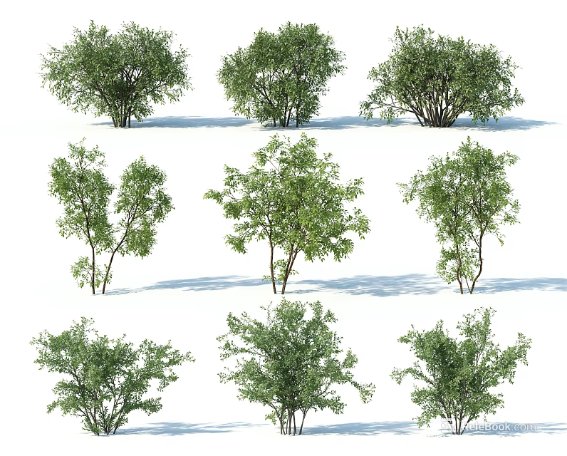 Various Types of Green Shrubs With Natural Foliage and Growth Patterns 3d model 