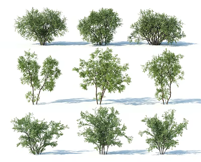 Various Types of Green Shrubs With Natural Foliage and Growth Patterns 3d model
