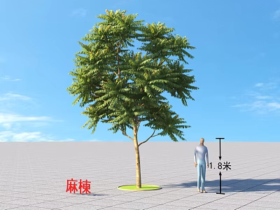 Chukrasia Arbor Tree 1.8 Meters Tall With Human Figure For Scale Under Blue Sky 3d model