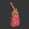 Modern Human Organ Respiratory System Human Respiratory System 3d model