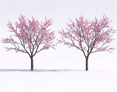 Two Beautiful Flowering Trees With Pink Blossoms On Branches And White Background 3d model