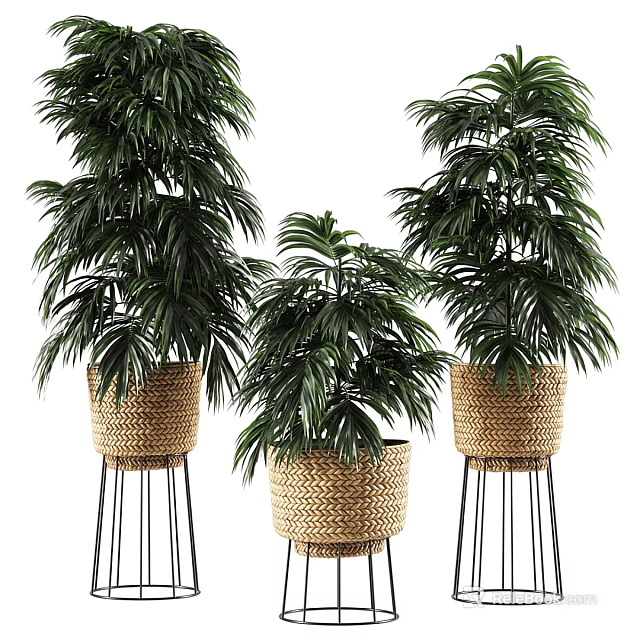 Lush Foliage Palm Potted Plants in Woven Baskets on Black Metal Stands 3d model 