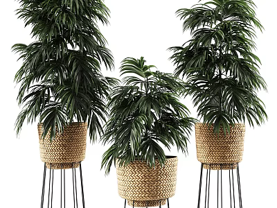 Lush Foliage Palm Potted Plants in Woven Baskets on Black Metal Stands 3d model