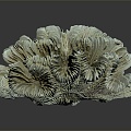 Modern Coral Red Coral 3d model