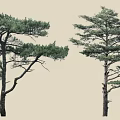 Tall Evergreen Pine Trees With Lush Green Foliage And Distinctive Branch Structures