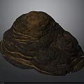 Natural Wood Stone Piece With Textured Surface And Irregular Organic Brown Orange Form