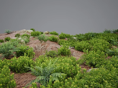 Lush Green Shrubs and Ferns Covering Hillside with Scattered Rocks and Ground Cover 3d model