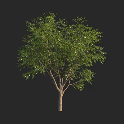Tall Arbor With Lush Green Foliage And Strong Trunk On Black Background 3d model