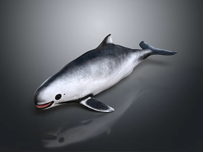 Realistic Gray And White Dolphin With Open Mouth Fins Tail Shiny Surface And Reflection 3d model