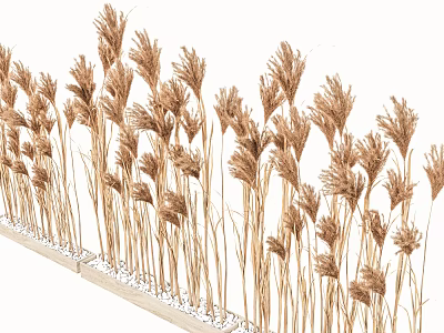 Natural Reed Grass Decorative Arrangement With White Pebbles And Tall Stems 3d model