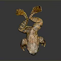 Brown and Yellow Toad With Textured Skin Lying On Dark Reflective Surface 3d model
