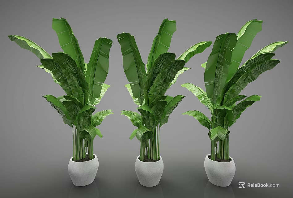 Three Lush Green Banana Leaf Plants in White Ceramic Pots for Interior Decor 3d model 