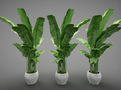 Three Lush Green Banana Leaf Plants in White Ceramic Pots for Interior Decor 3d model