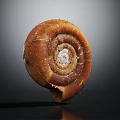 Spiral Brown Textured Snail Shell Isolated On Dark Background With Shiny Surface 3d model