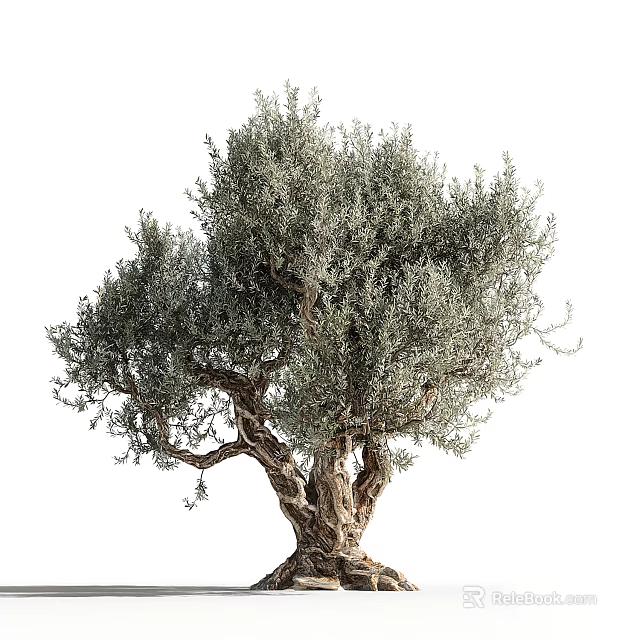 Olive Tree With Silvery Green Foliage And Gnarled Trunk In Natural Landscape 3d model 