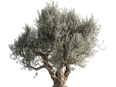 Olive Tree With Silvery Green Foliage And Gnarled Trunk In Natural Landscape 3d model