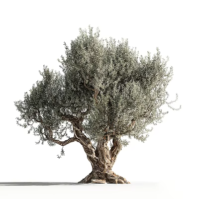 Olive Tree With Silvery Green Foliage And Gnarled Trunk In Natural Landscape 3d model