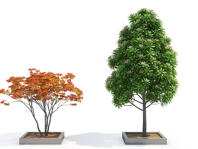 Potted Trees With Red And Green Leaves In Square Planters On White Background 3d model