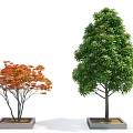 Potted Trees With Red And Green Leaves In Square Planters On White Background