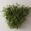 Modern Vine 3d model