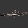 Gray Shark With Sharp Teeth And Dorsal Fin On Dark Reflective Surface