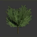 Green Bushy Tree With Dense Leaves For Garden Landscape Decoration