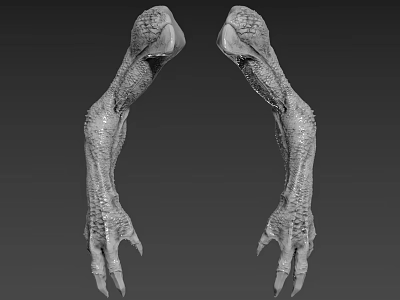 Creature Claws 3D Model Design For Character With Detailed Texture And Sharp Talons 3d model