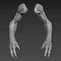 Creature Claws 3D Model Design For Character With Detailed Texture And Sharp Talons