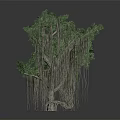 Lush Banyan Tree With Thick Trunk Long Aerial Roots And Vibrant Green Leaves