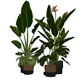 Decorative Green Potted Plants With Various Large Leaves And Flowering Species In Black Brown Pots