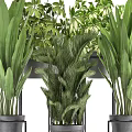 Bonsai Potted Plants Display With Various Green Foliage In Metal Pots And Stands
