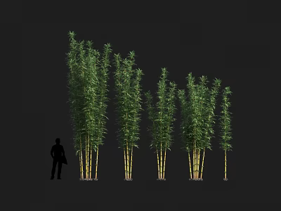 Tall Green Bamboo Plants With Lush Leaves And Person Silhouette In Landscape 3d model