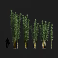 Tall Green Bamboo Plants With Lush Leaves And Person Silhouette In Landscape