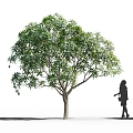 Lush Green Tree With Fresh Fruits And Person Silhouette Walking Nearby
