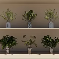 Clear Glass Vases With Various Green Plants Arranged On White Shelves For Home Decor